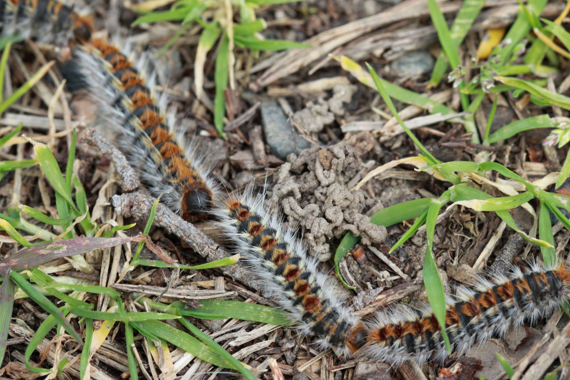 Des chenilles processionnaires orange et noires rampent sur de l'herbe sèche.