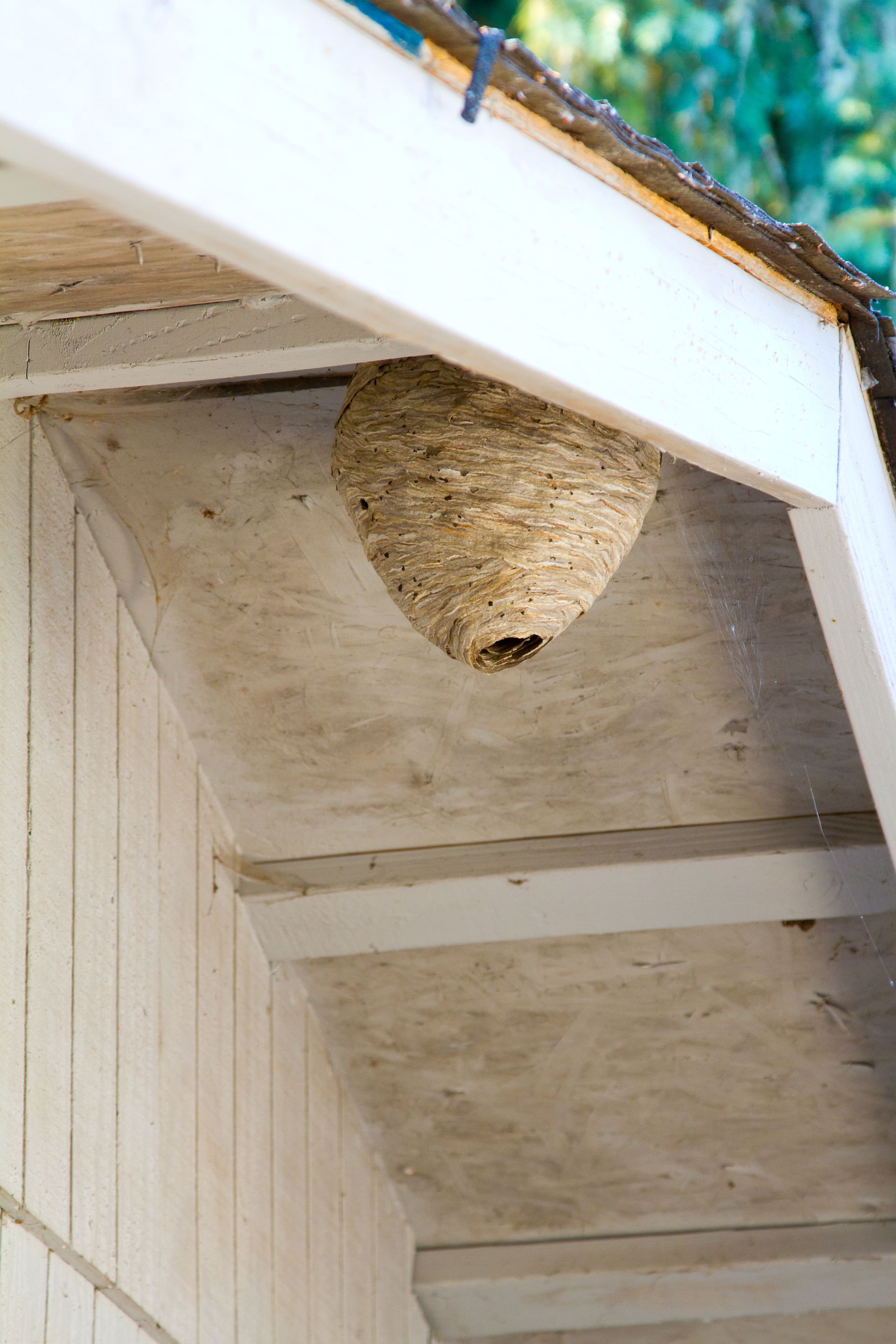 Gros nid de frelons sous l'avant-toit d'une maison.