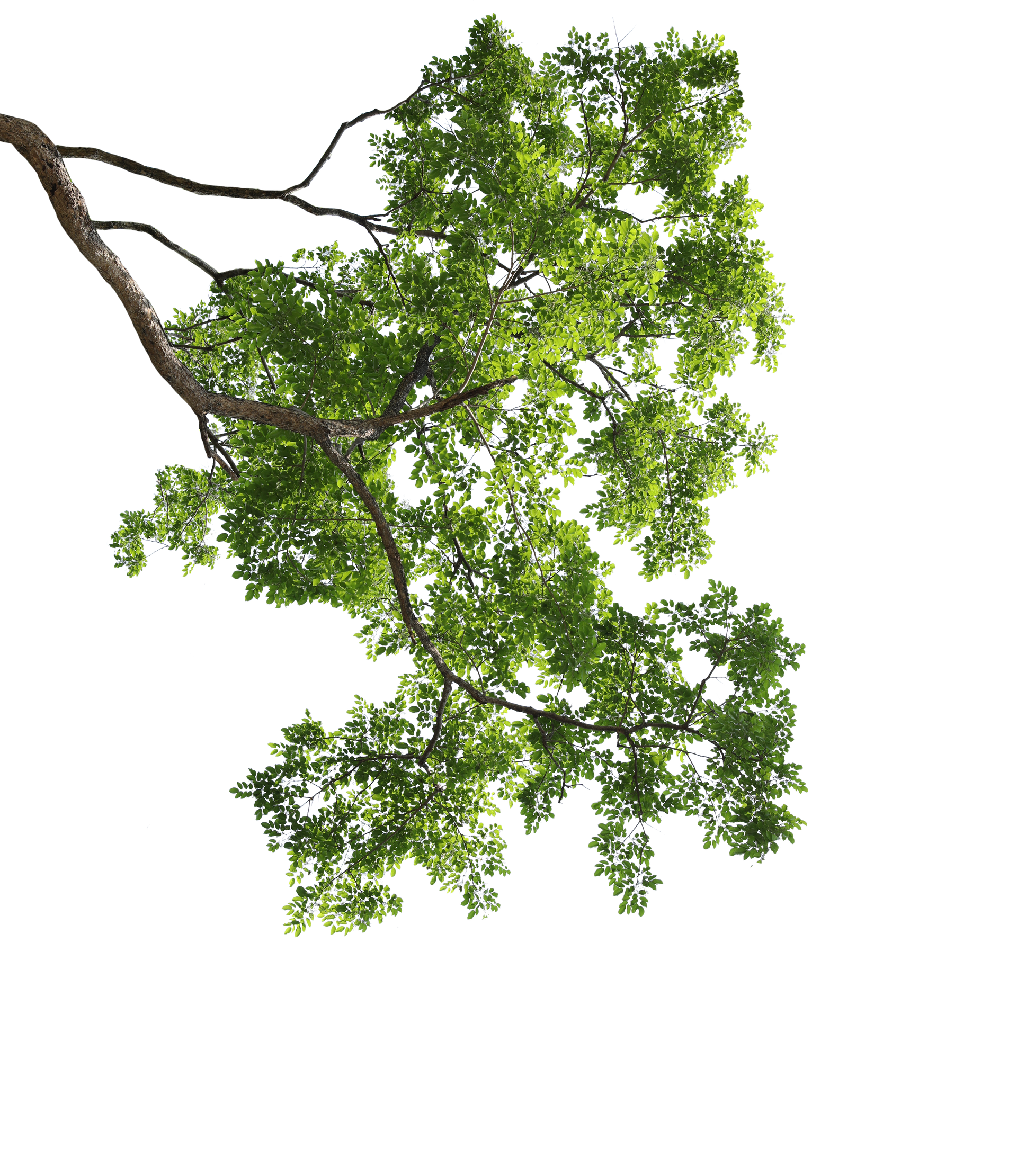 Branche d'arbre verte feuillue.