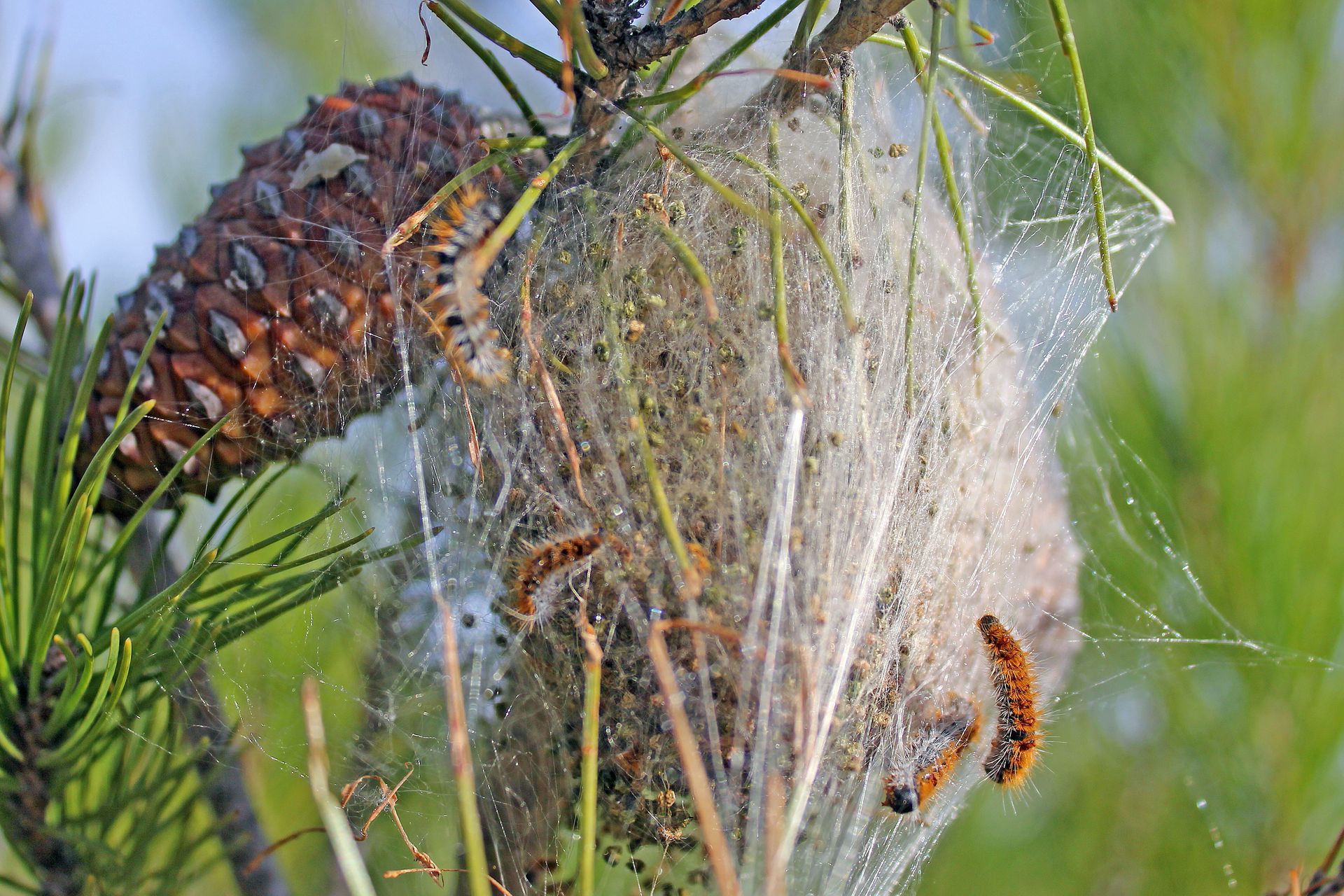 Nid de chenilles sur une branche de pin avec des chenilles orange.