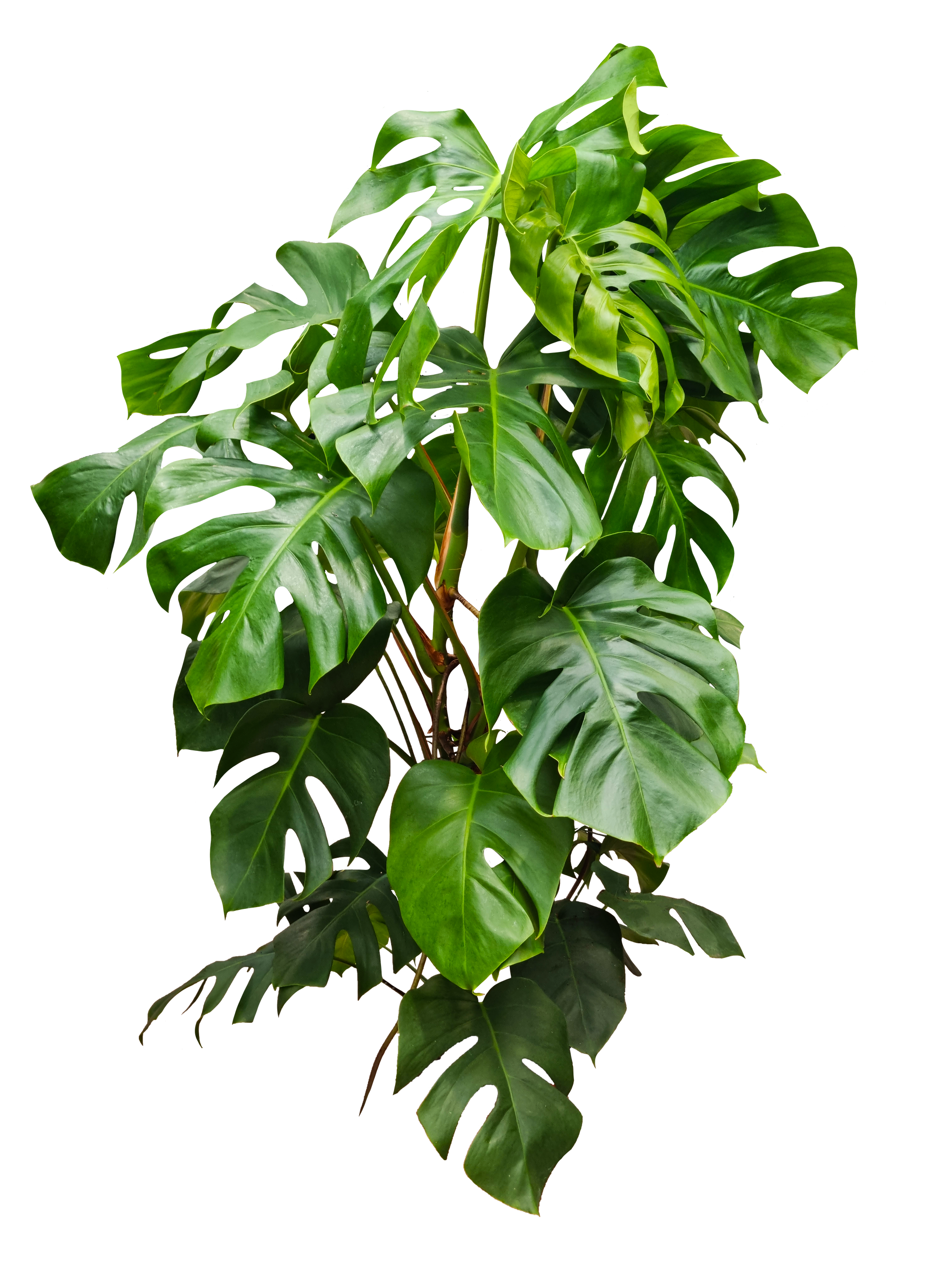 Monstera d'un vert luxuriant aux grandes feuilles découpées.