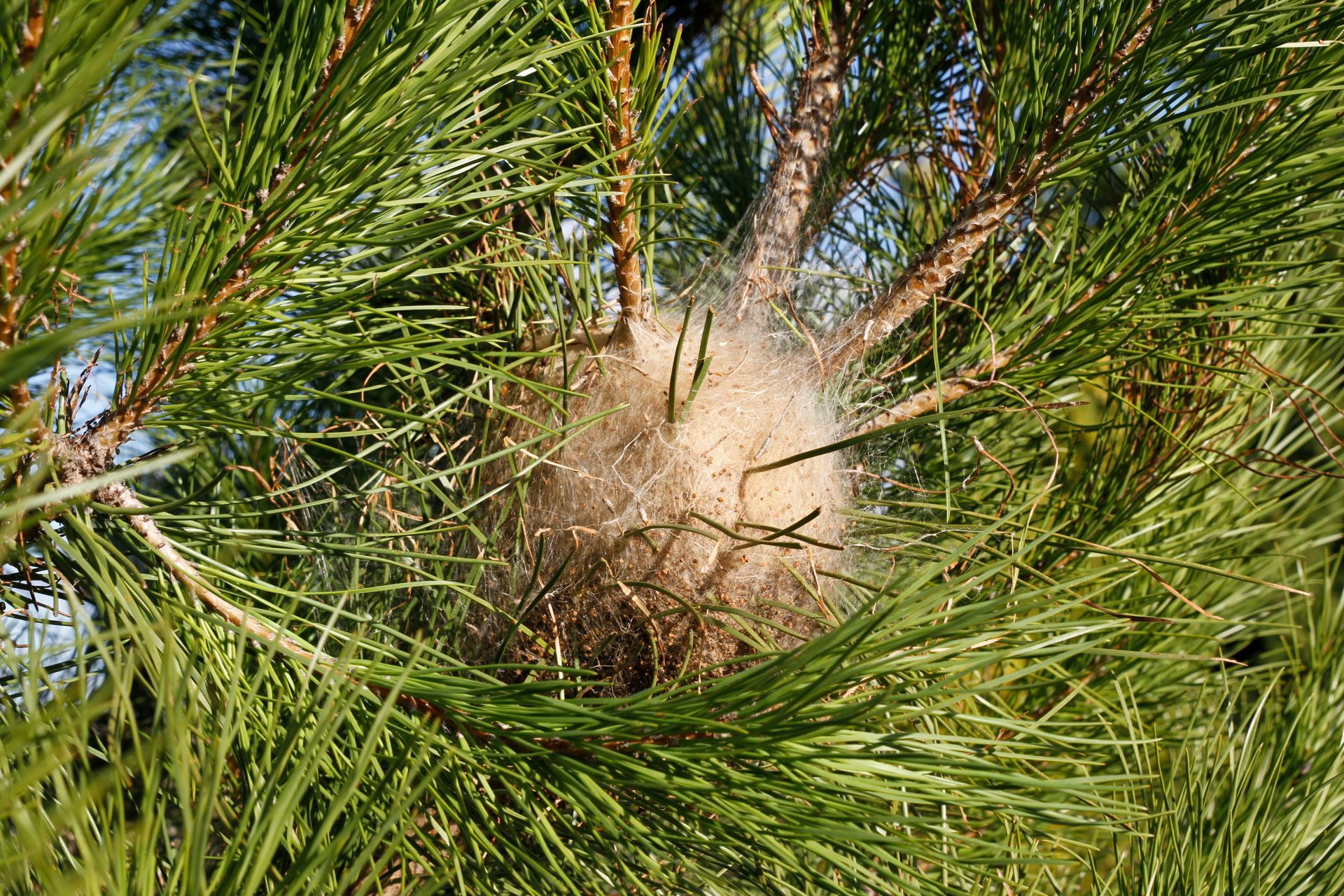 Gros plan sur une branche de pin avec un nid de chenilles au centre.