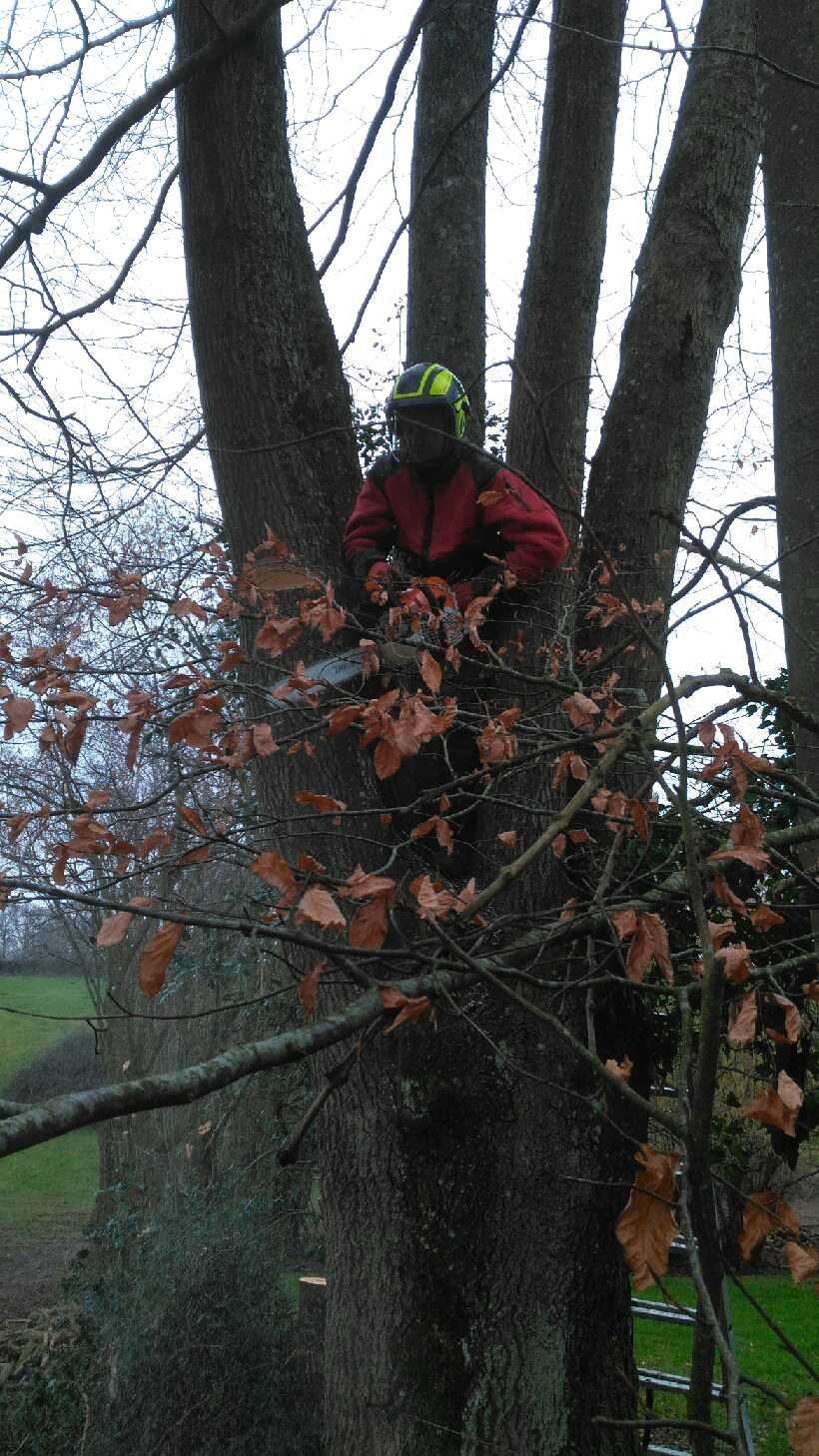 Une personne portant une veste rouge et un casque se tient parmi des troncs d'arbres dans une zone boisée.