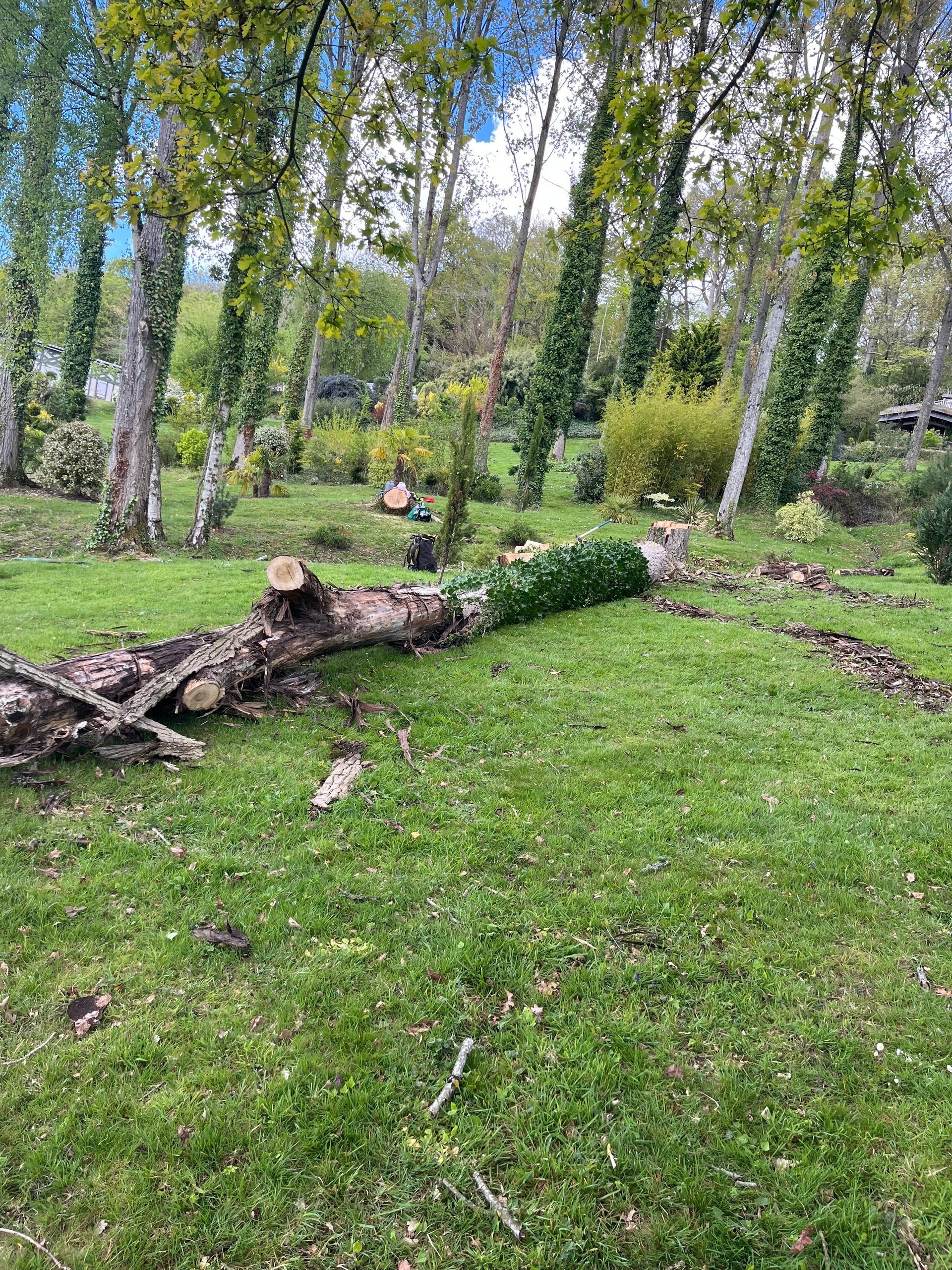 Des bouleaux et des troncs d'arbre tombés dans un parc.