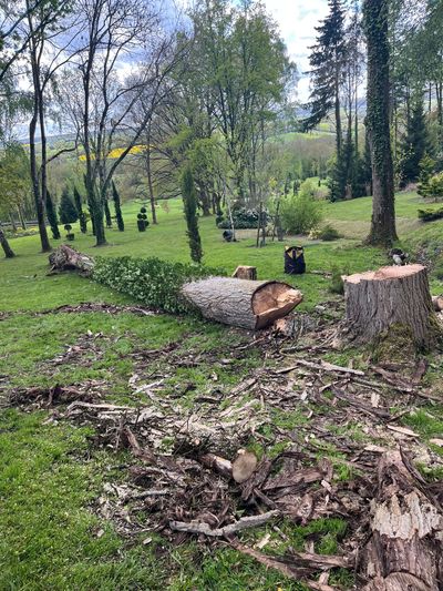 Un tronc d'arbre coupé situé dans une zone boisée et herbeuse avec plusieurs souches et branches éparses.