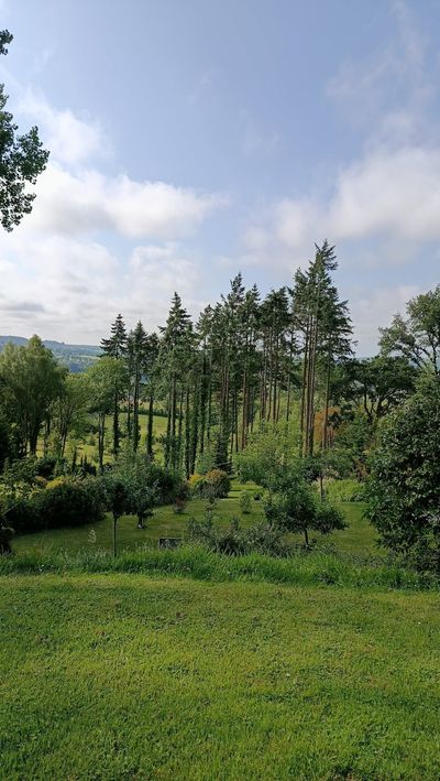 Champ verdoyant luxuriant avec de grands arbres.