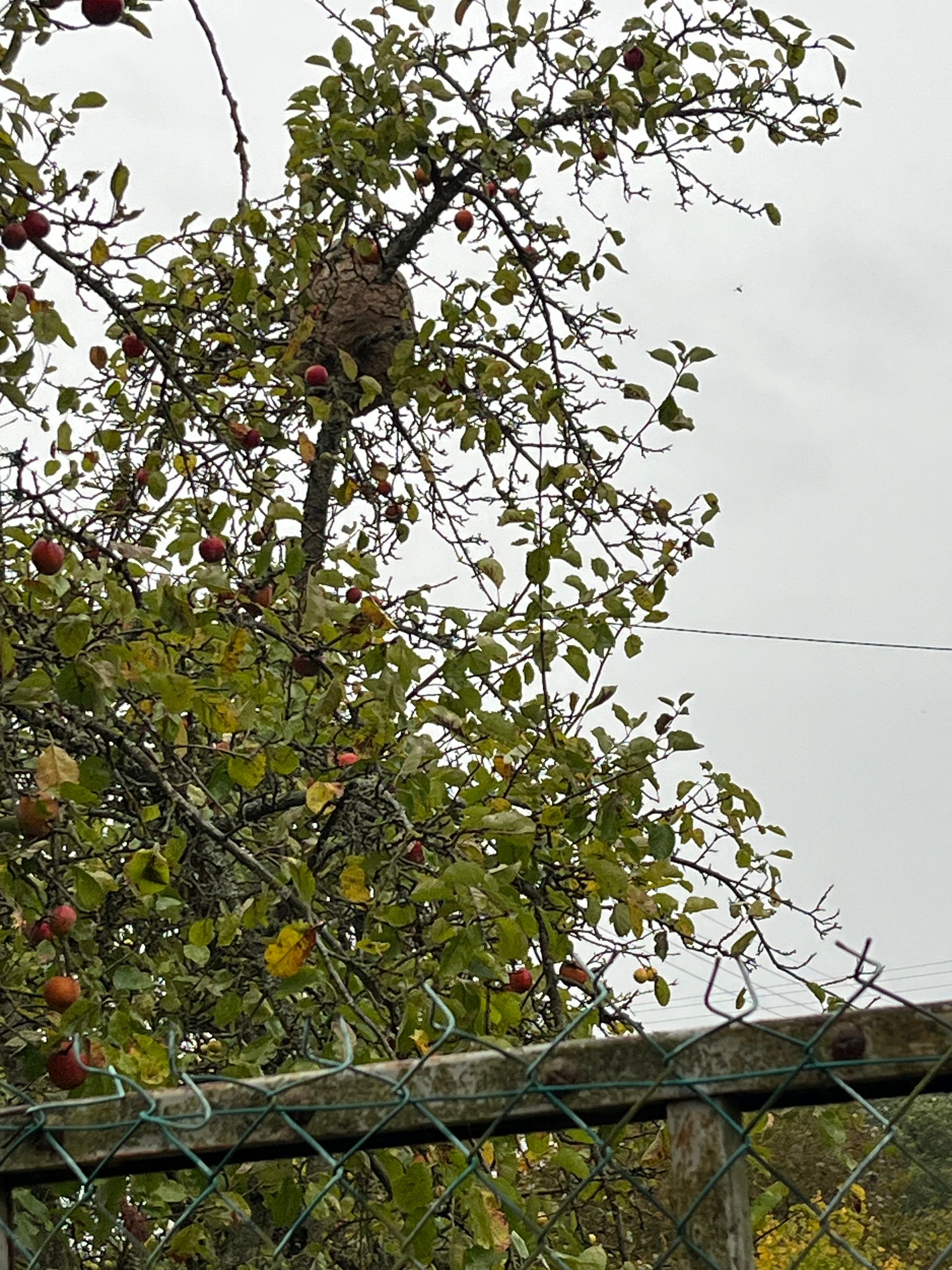 Arbre aux feuilles éparses avec un nid de frelons dans une branche derrière une clôture en grillage.