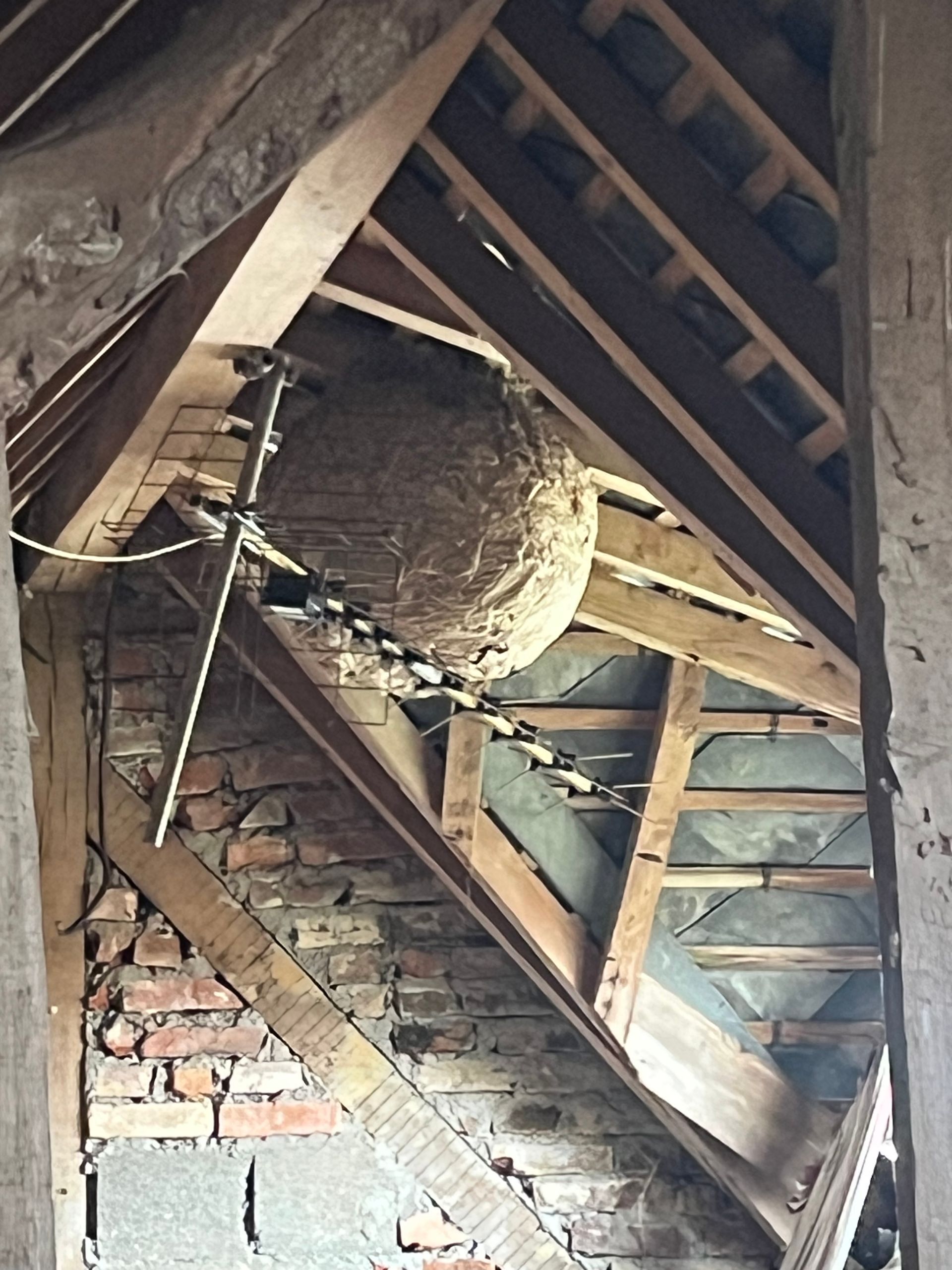 Gros nid de frelons suspendu sous les poutres apparentes d'un toit en bois.