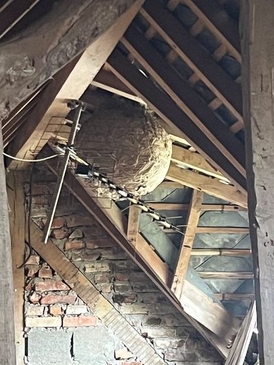 Un grand nid de frelons sous une charpente en bois.