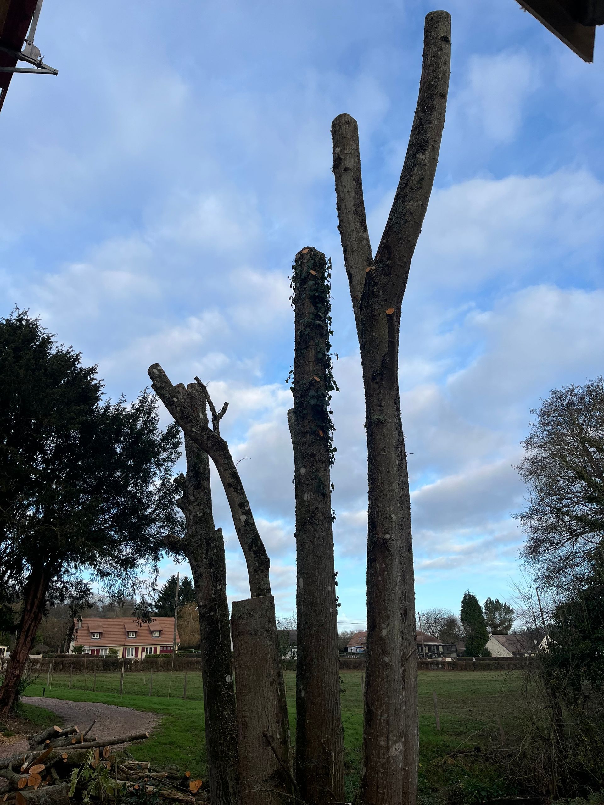 Des troncs d'arbres coupés dans un champ sous un ciel bleu parsemé de nuages.