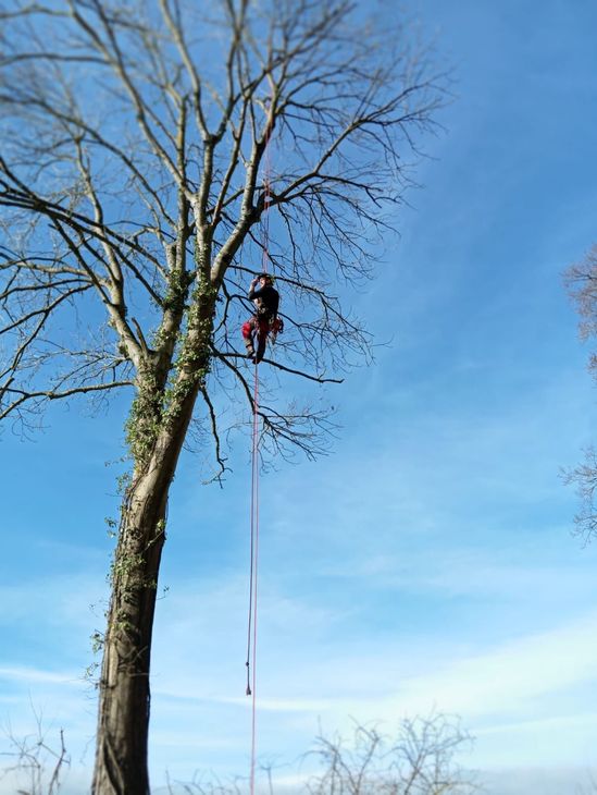 Ouvrier dans un arbre avec une scie à corde sur fond de ciel bleu.