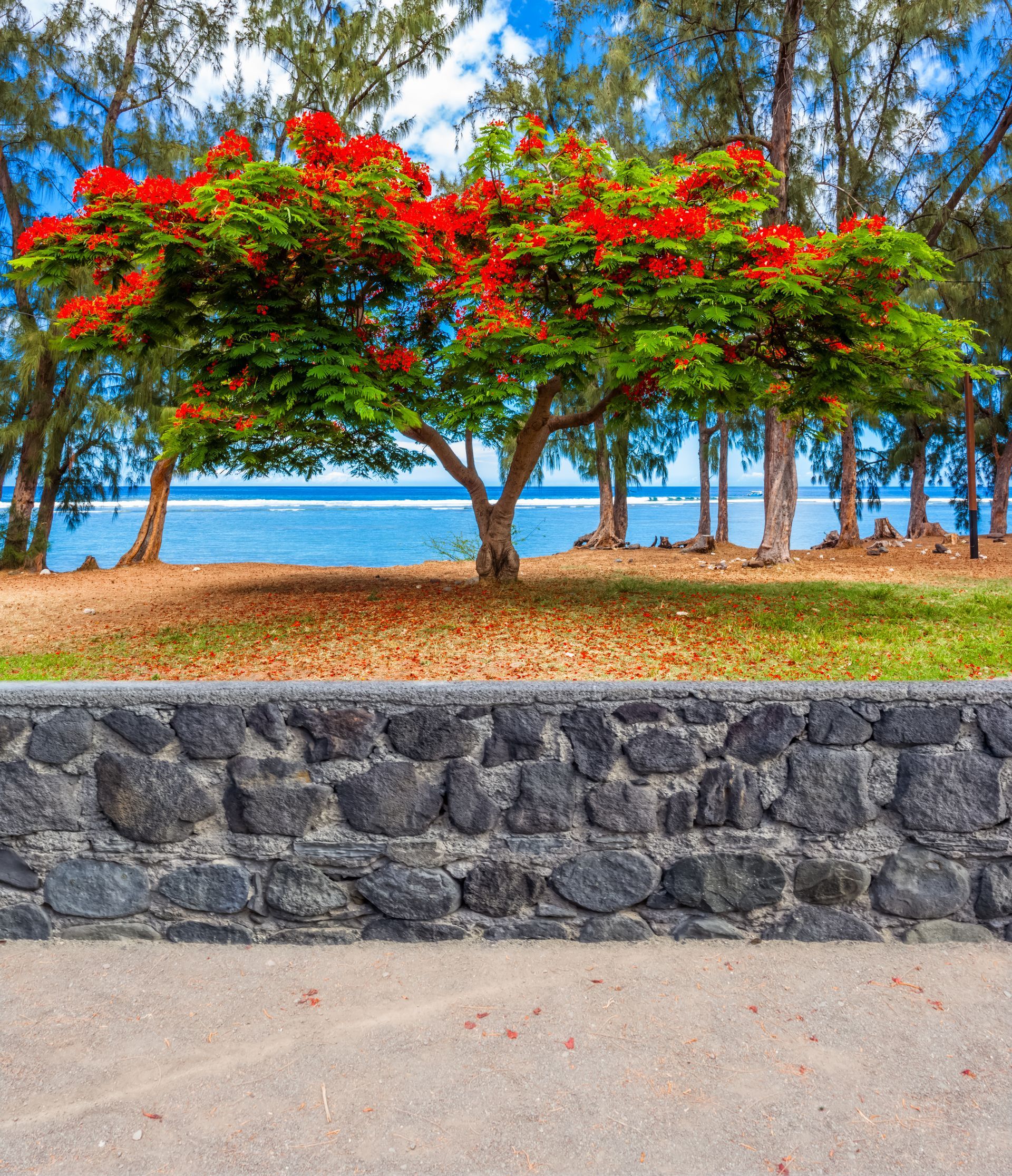 Des arbres à fleurs rouges près d'un mur de pierre surplombant une plage et la mer bleue