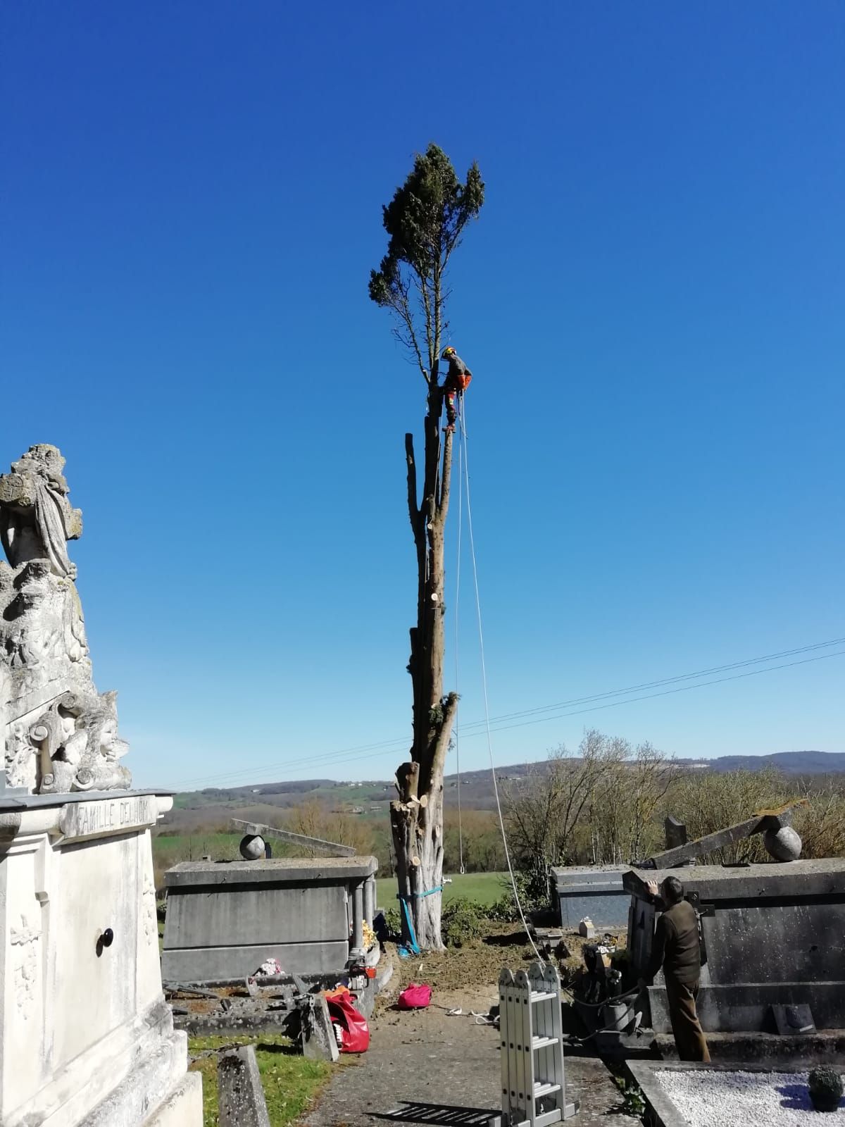 Arbre après abattage