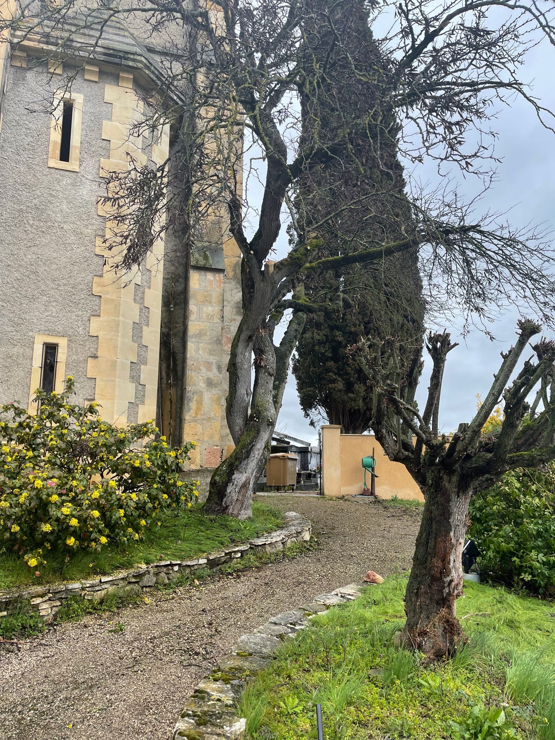 Élagage annuel d'un arbre