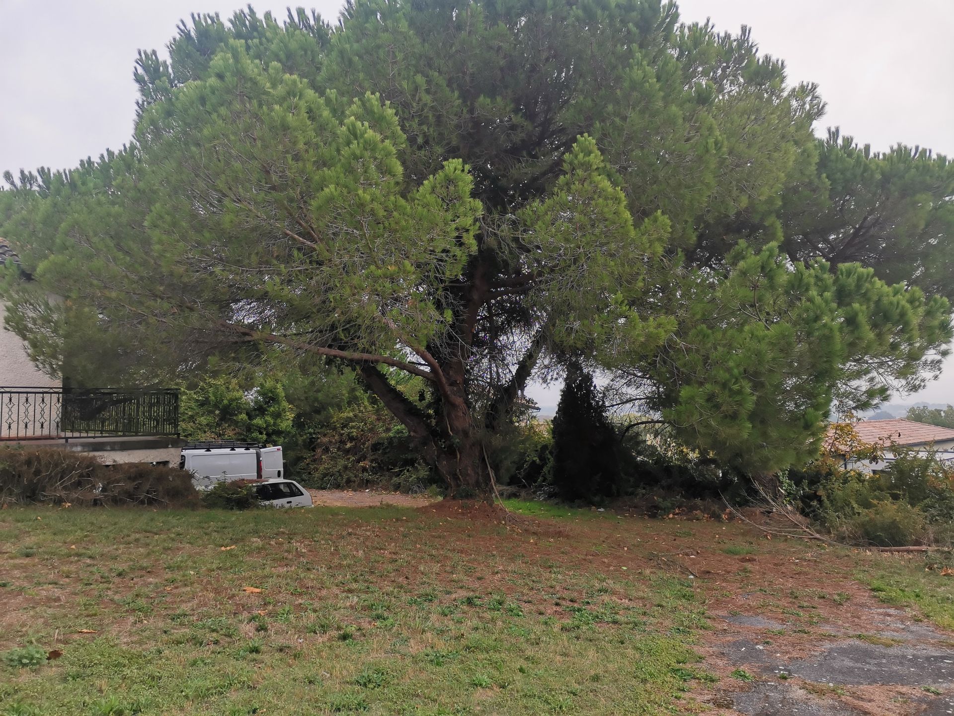 Taille d'un arbre feuillu avant