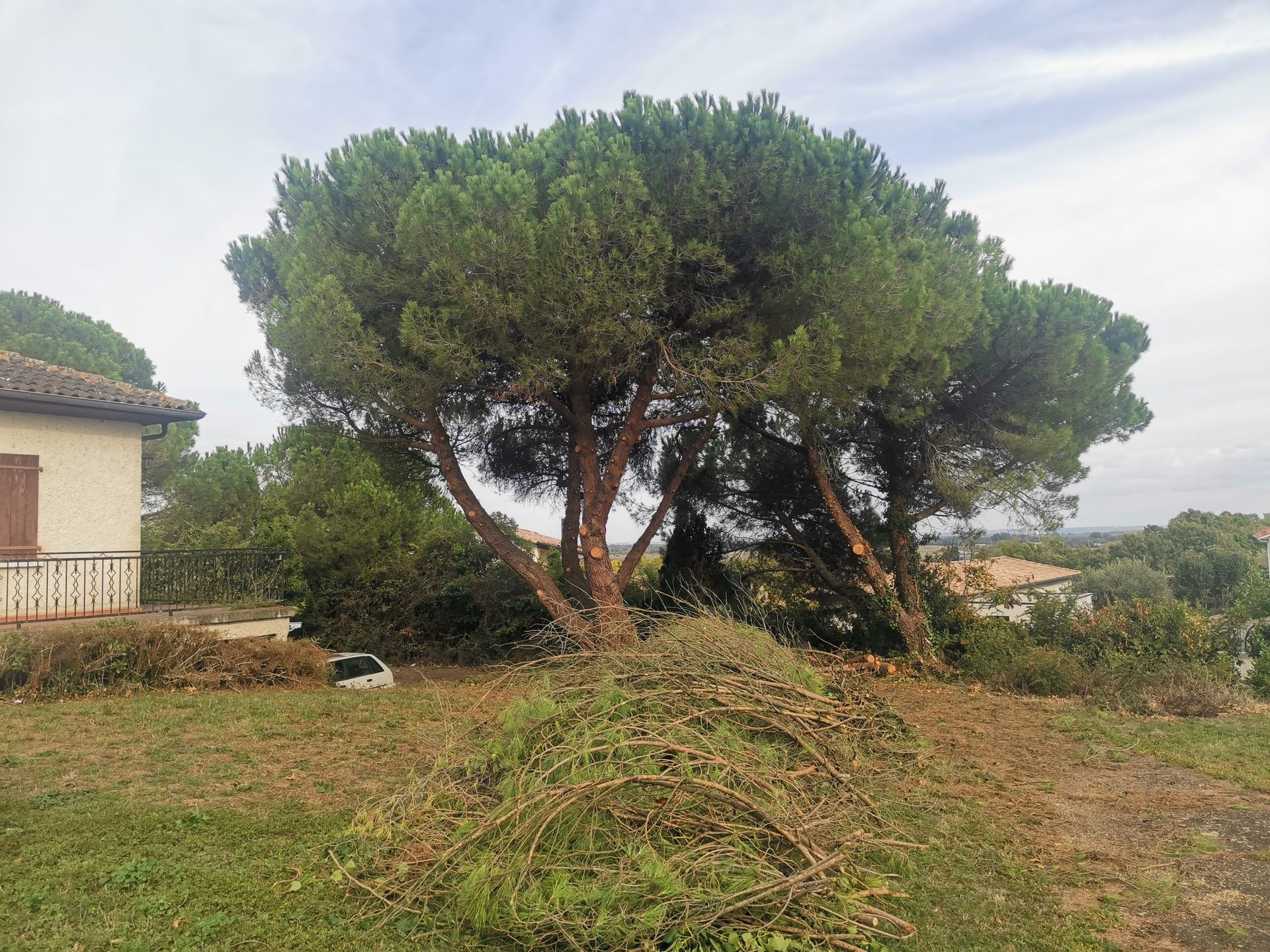 Taille d'un arbre feuillu après