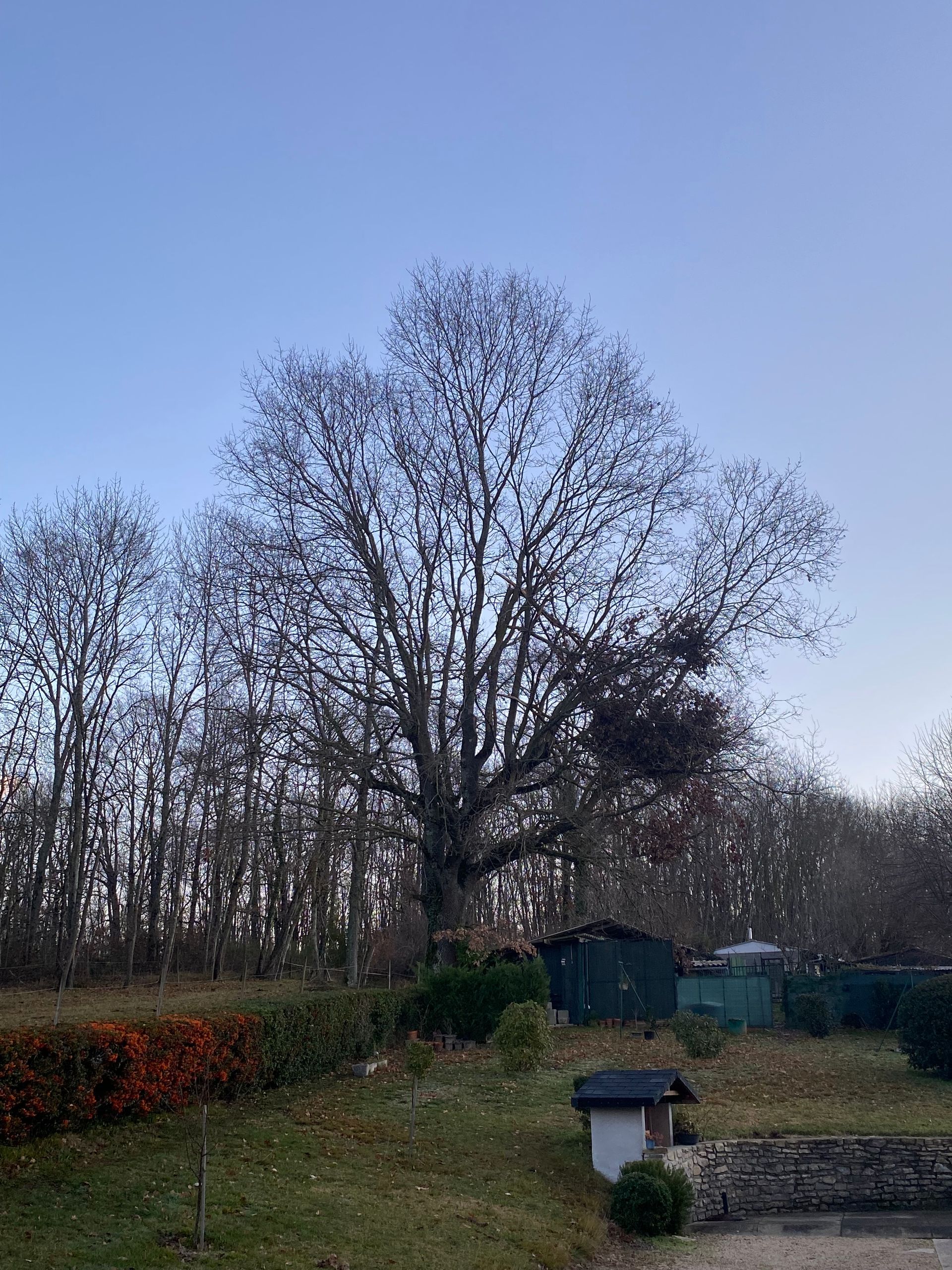 Taille d'arbre en hauteur avant