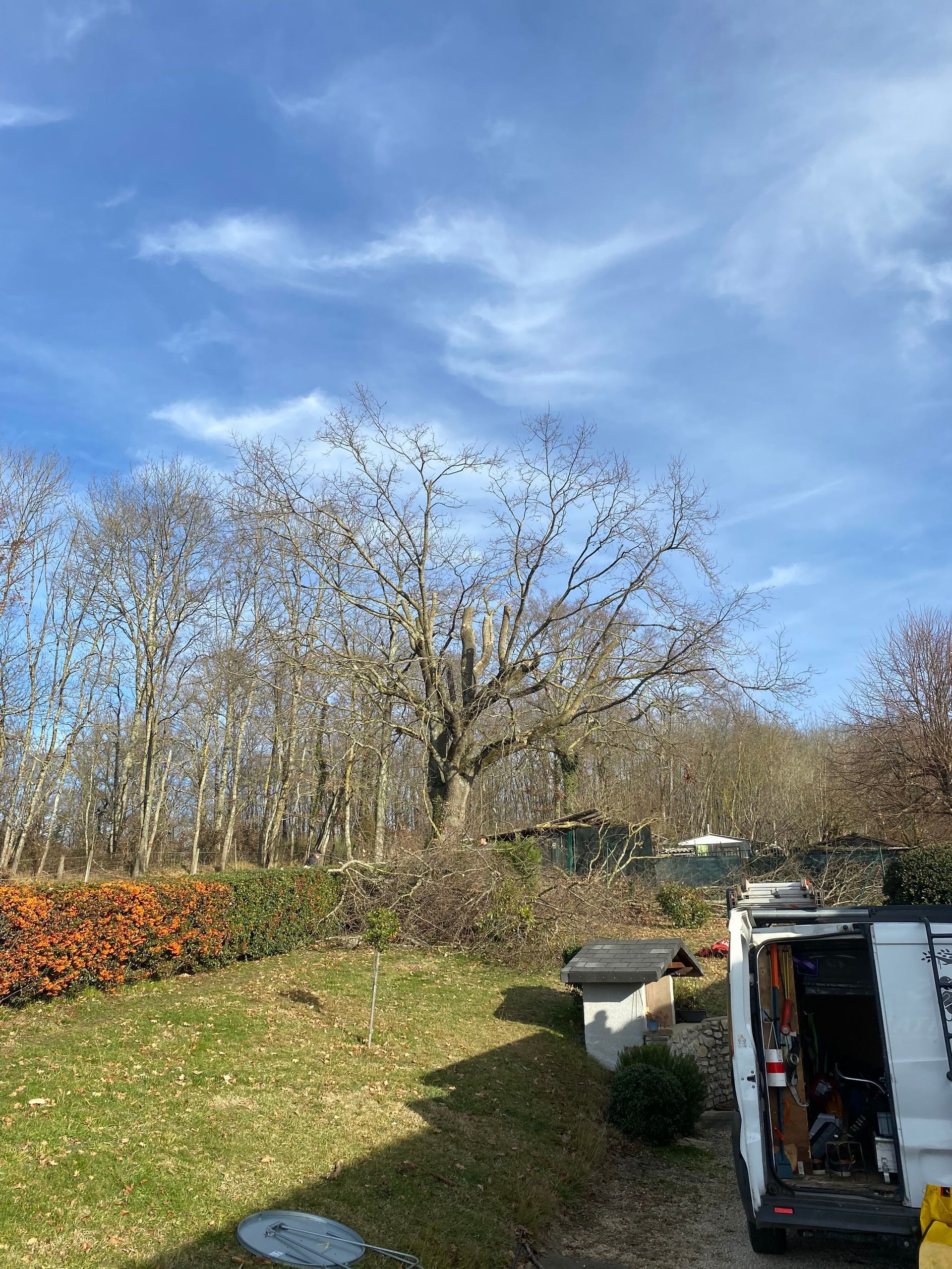 Taille d'arbre en hauteur après