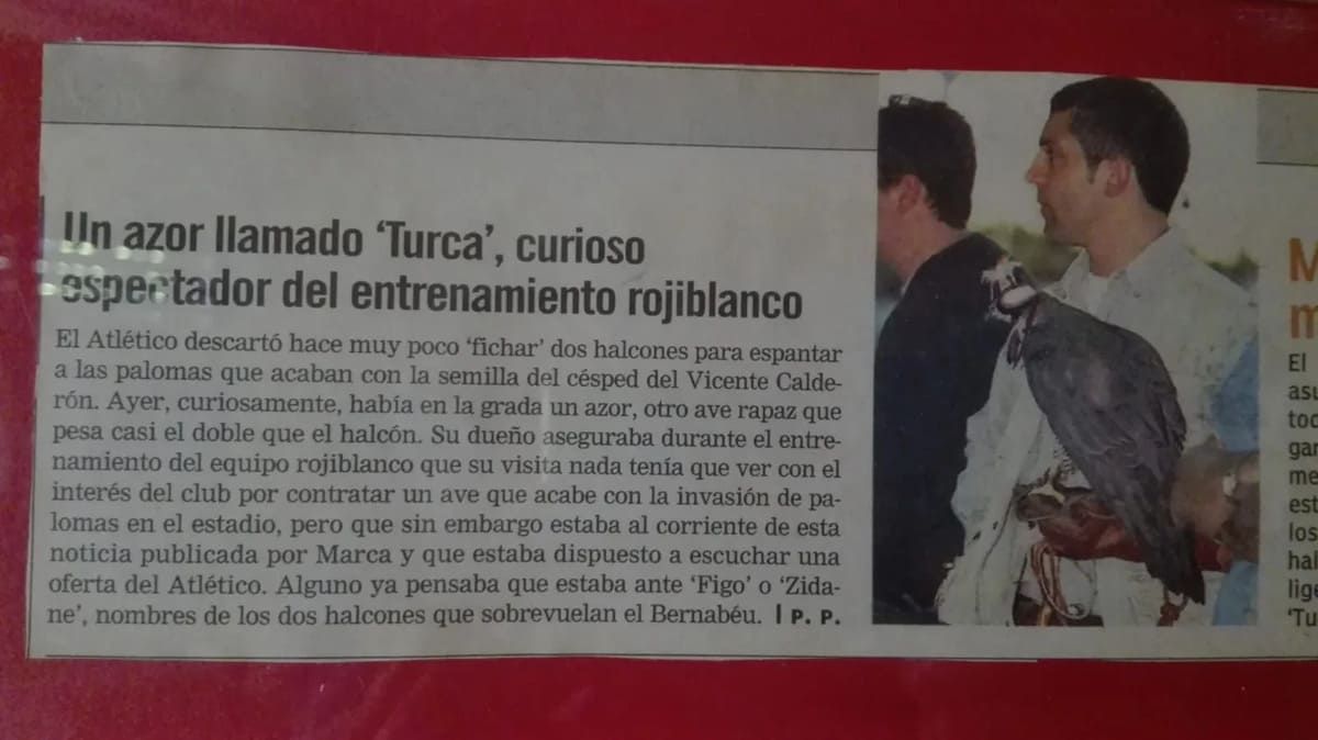 Un recorte de periódico con un titular sobre un halcón llamado 'Turca' observando el entrenamiento de un equipo de fútbol, ​​con una foto de un hombre.