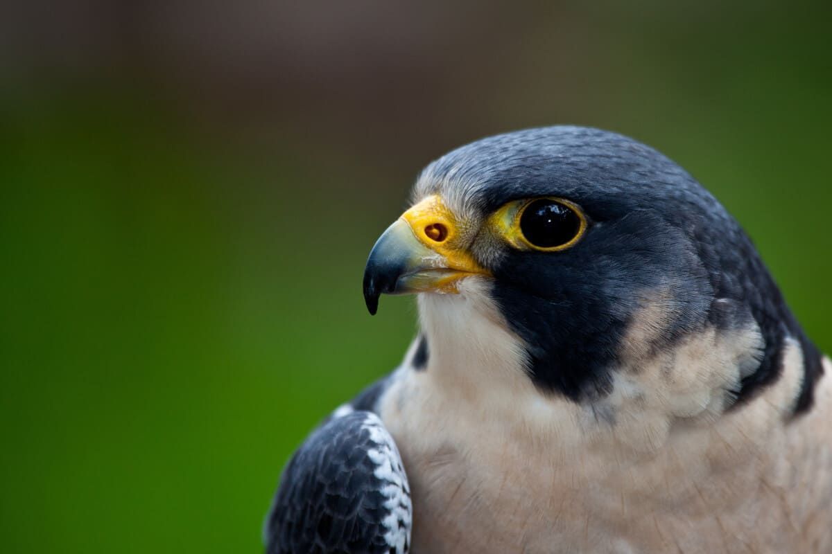 Tres pájaros están posados ​​en un cartel frente a un estadio.