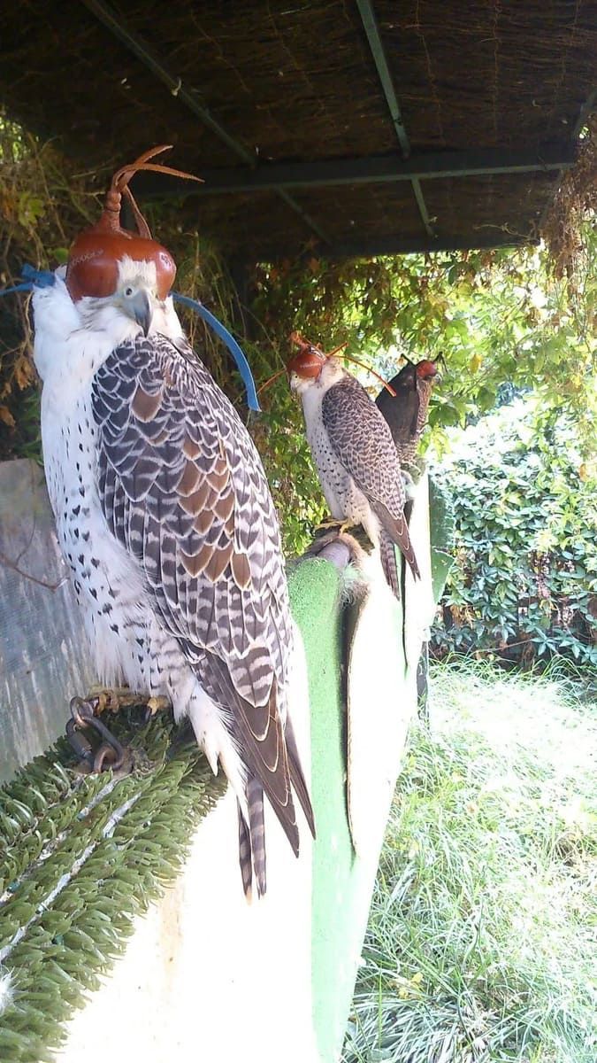 Dos halcones encapuchados posados ​​sobre una barandilla verde, bajo una estructura frondosa y sombreada.