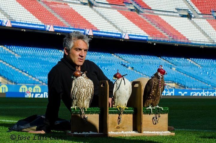 Un hombre está sentado en el césped con dos pájaros en un estadio.
