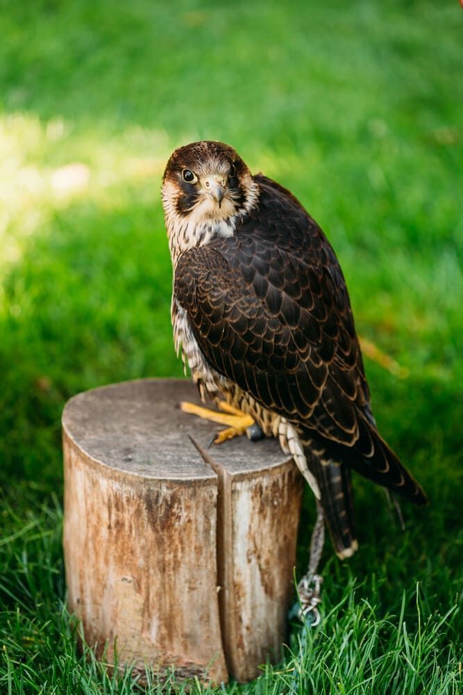 Dos hombres posan para una foto con dos pájaros.