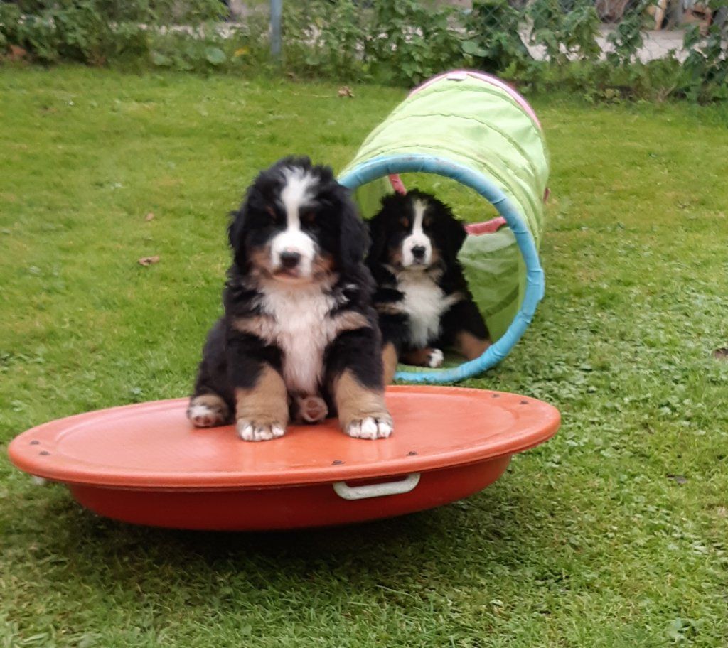 Berner Sennenhunde vom Freibach