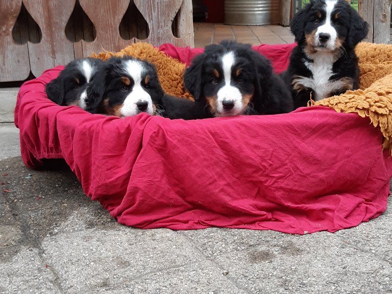 Berner Sennenhunde vom Freibach