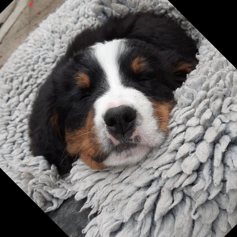 Berner Sennenhunde vom Freibach