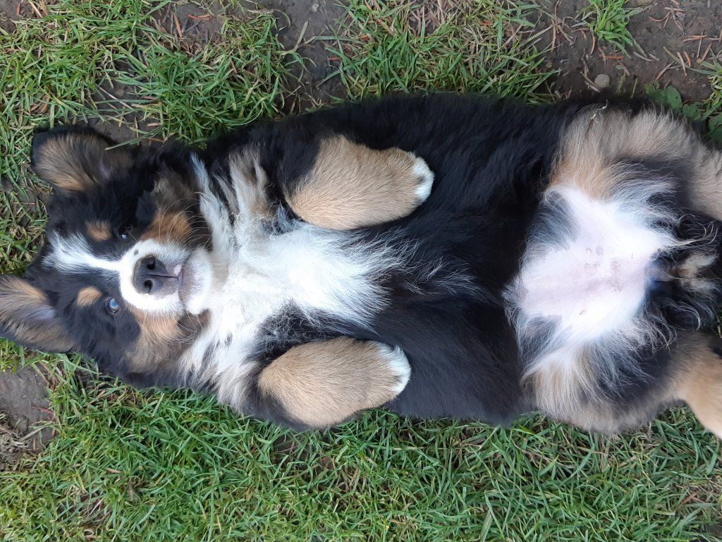 Berner Sennenhunde vom Freibach