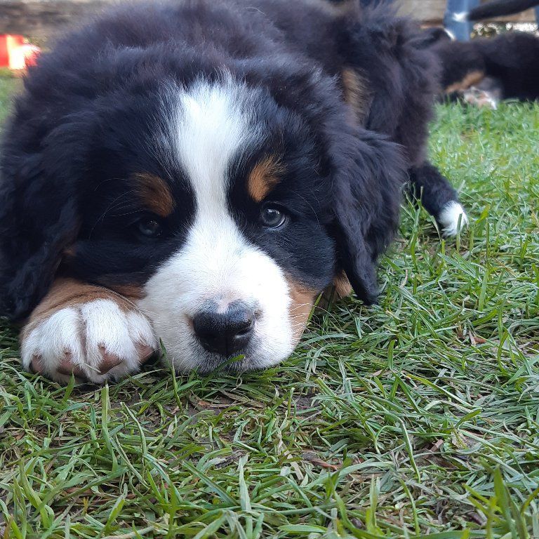 Berner Sennenhunde vom Freibach