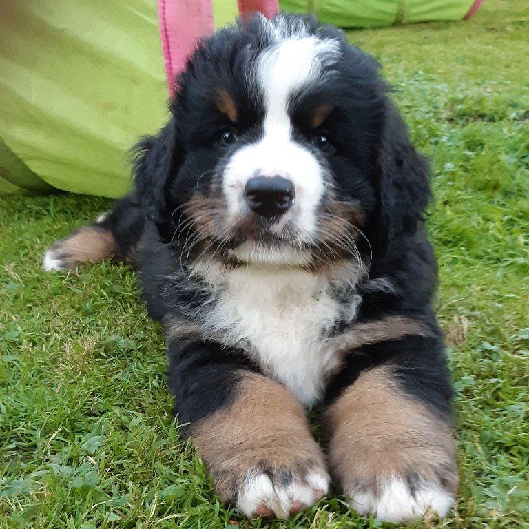 Berner Sennenhunde vom Freibach