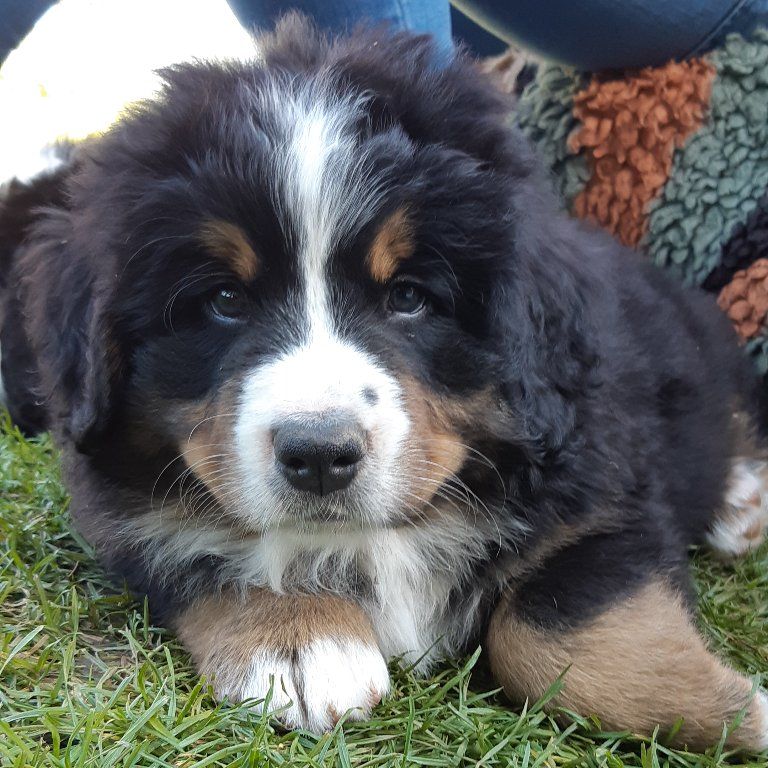 Berner Sennenhunde vom Freibach