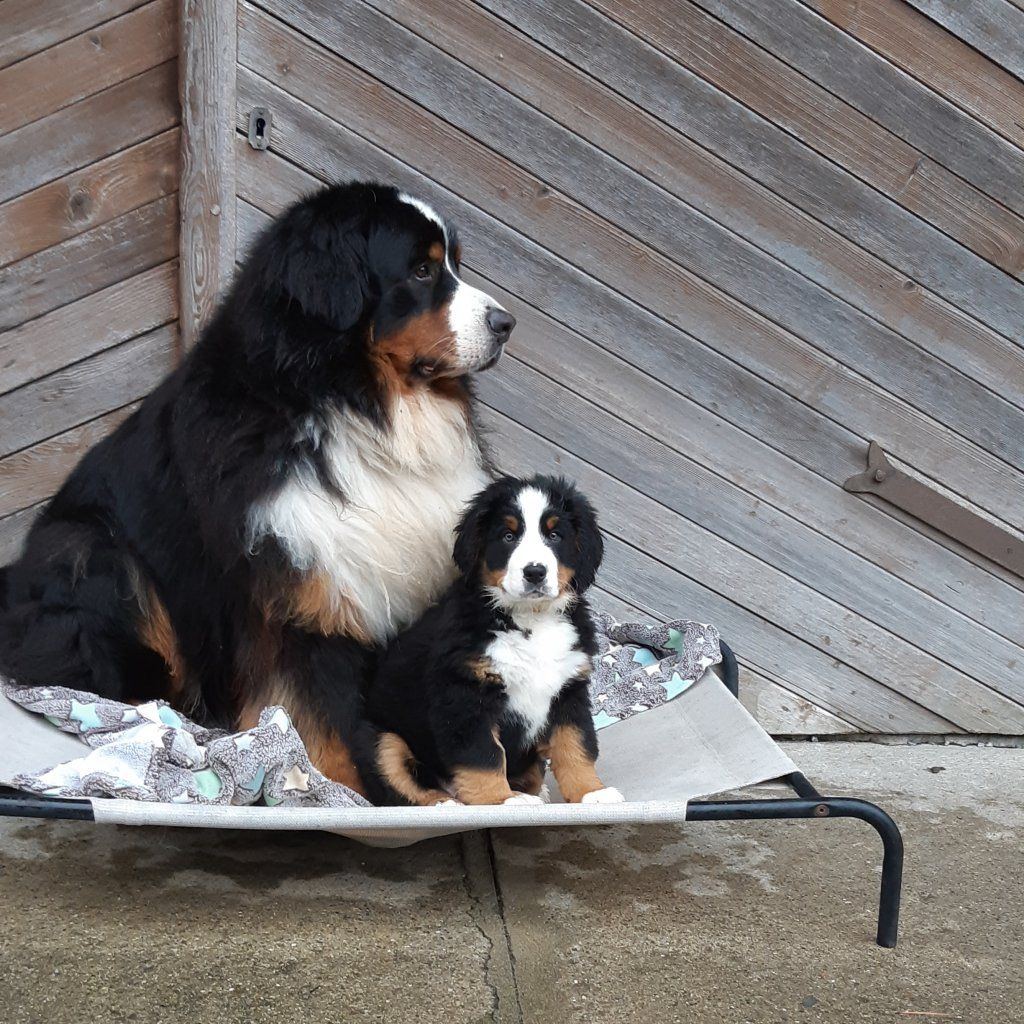 Berner Sennenhunde vom Freibach