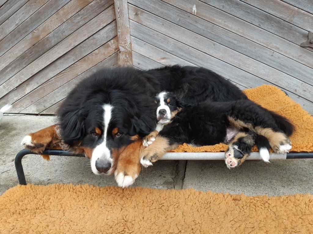 Berner Sennenhunde vom Freibach