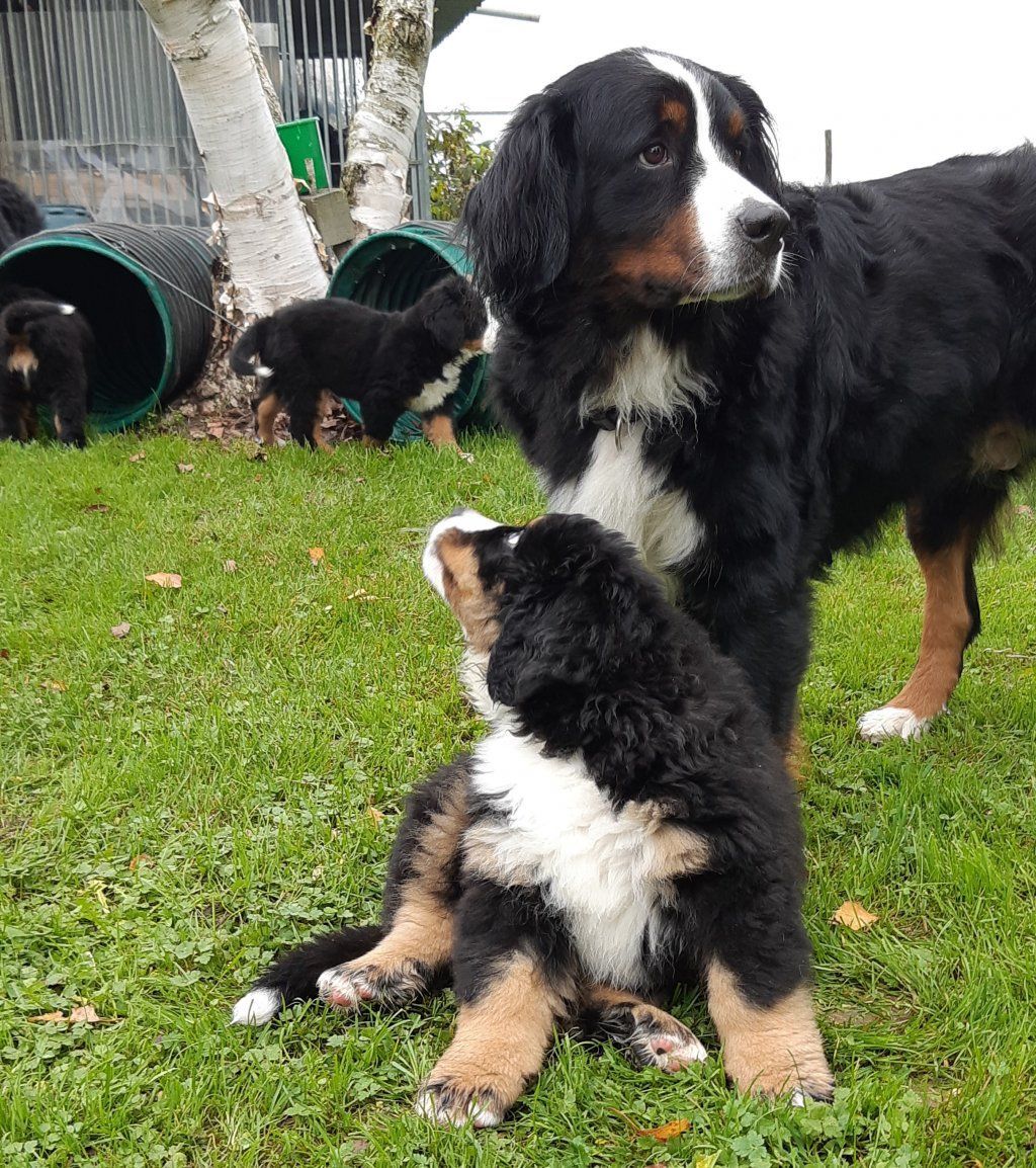 Berner Sennenhunde vom Freibach