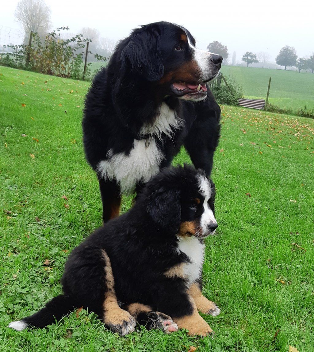 Berner Sennenhunde vom Freibach