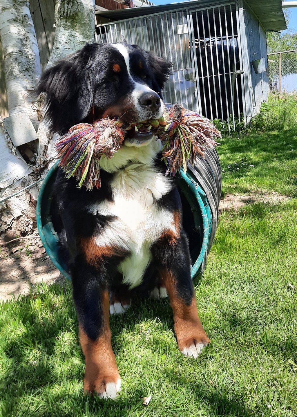 Berner Sennenhunde vom Freibach