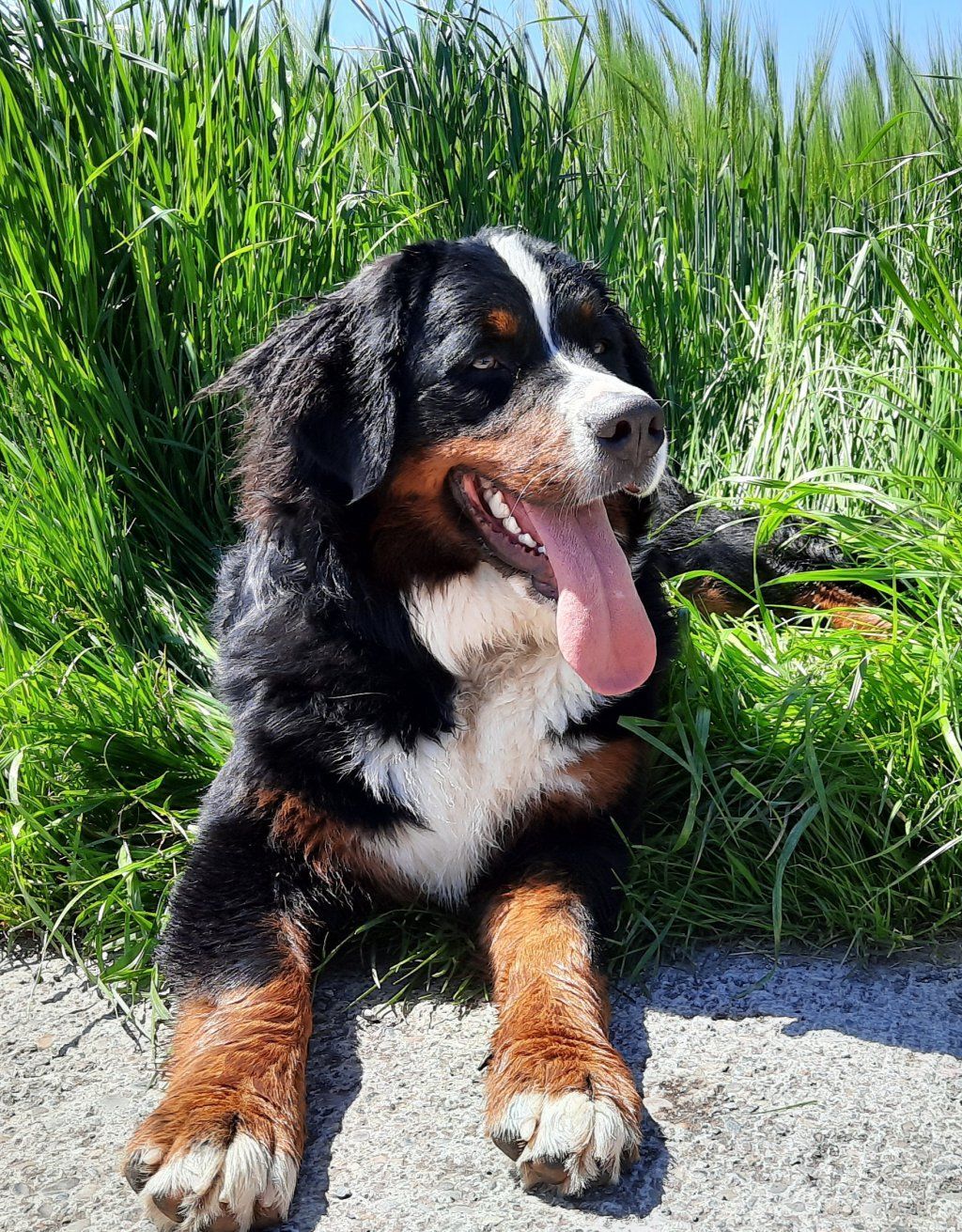 Berner Sennenhunde vom Freibach