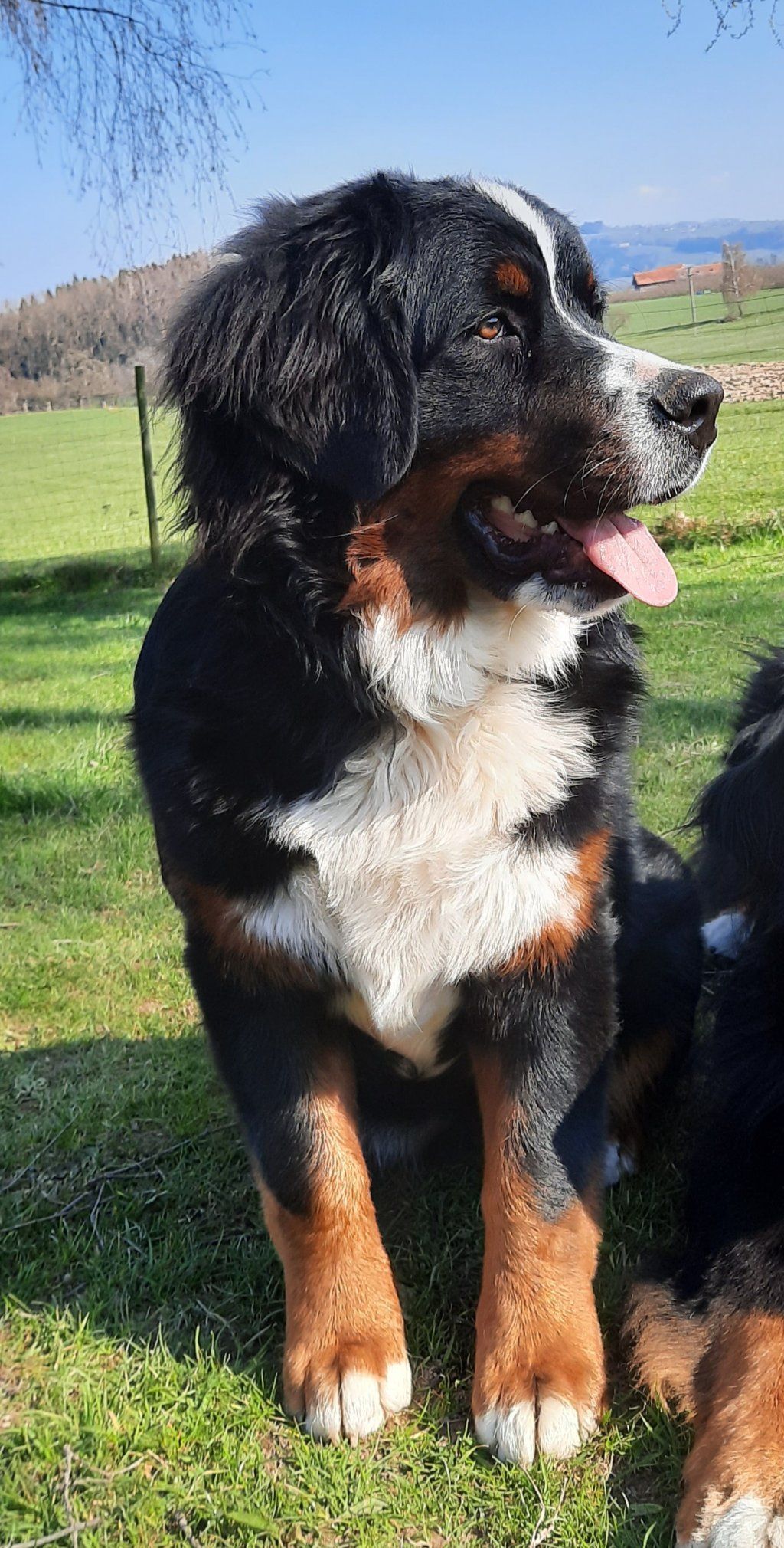 Berner Sennenhunde vom Freibach