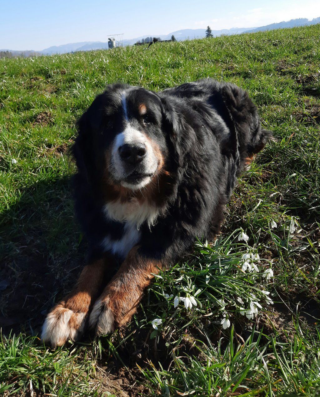 Berner Sennenhunde vom Freibach