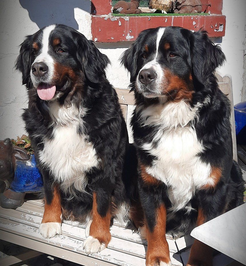 Berner Sennenhunde vom Freibach