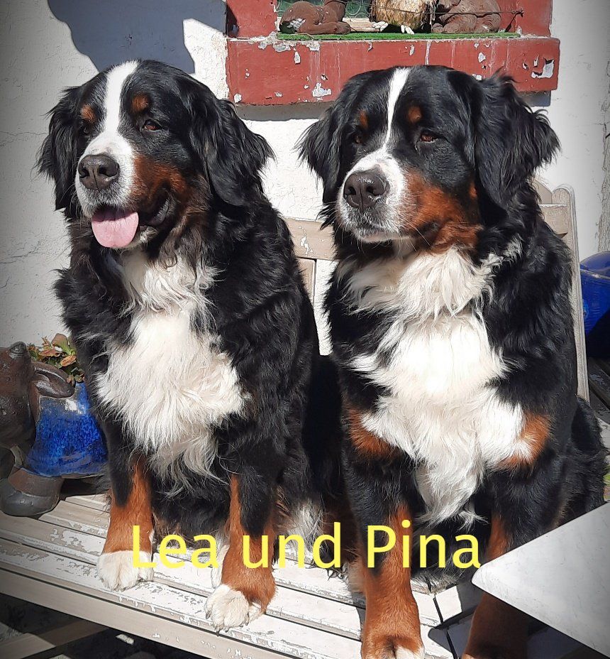Berner Sennenhunde vom Freibach