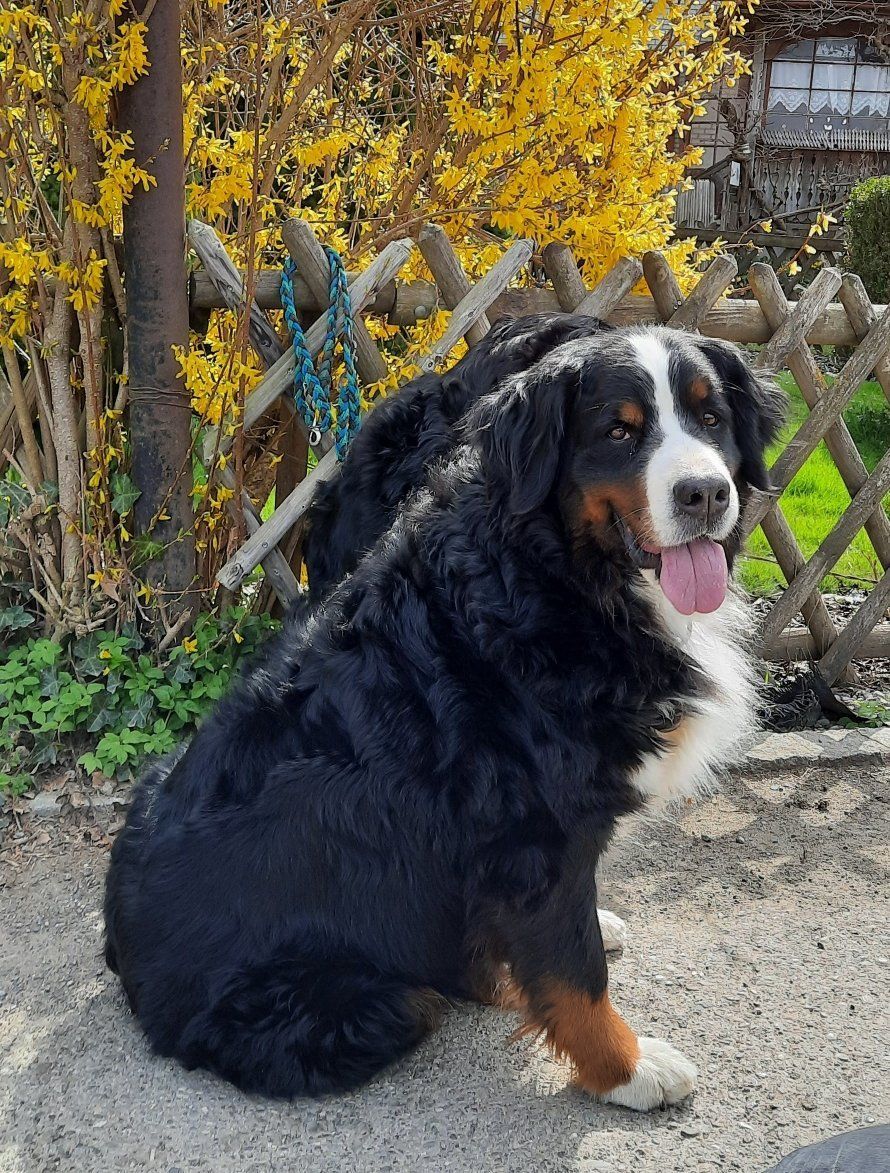 Berner Sennenhunde vom Freibach