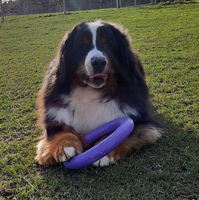 Berner Sennenhunde vom Freibach