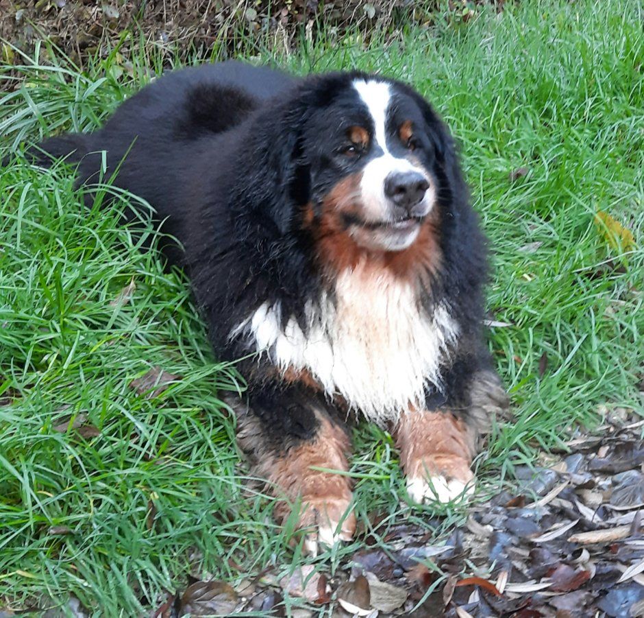 Berner Sennenhunde vom Freibach
