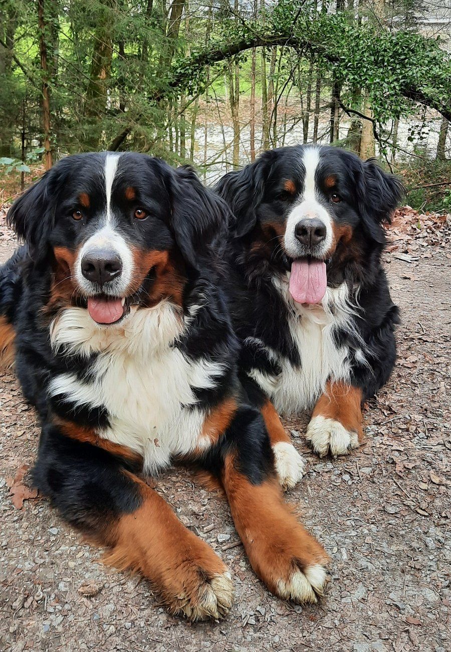 Berner Sennenhunde vom Freibach