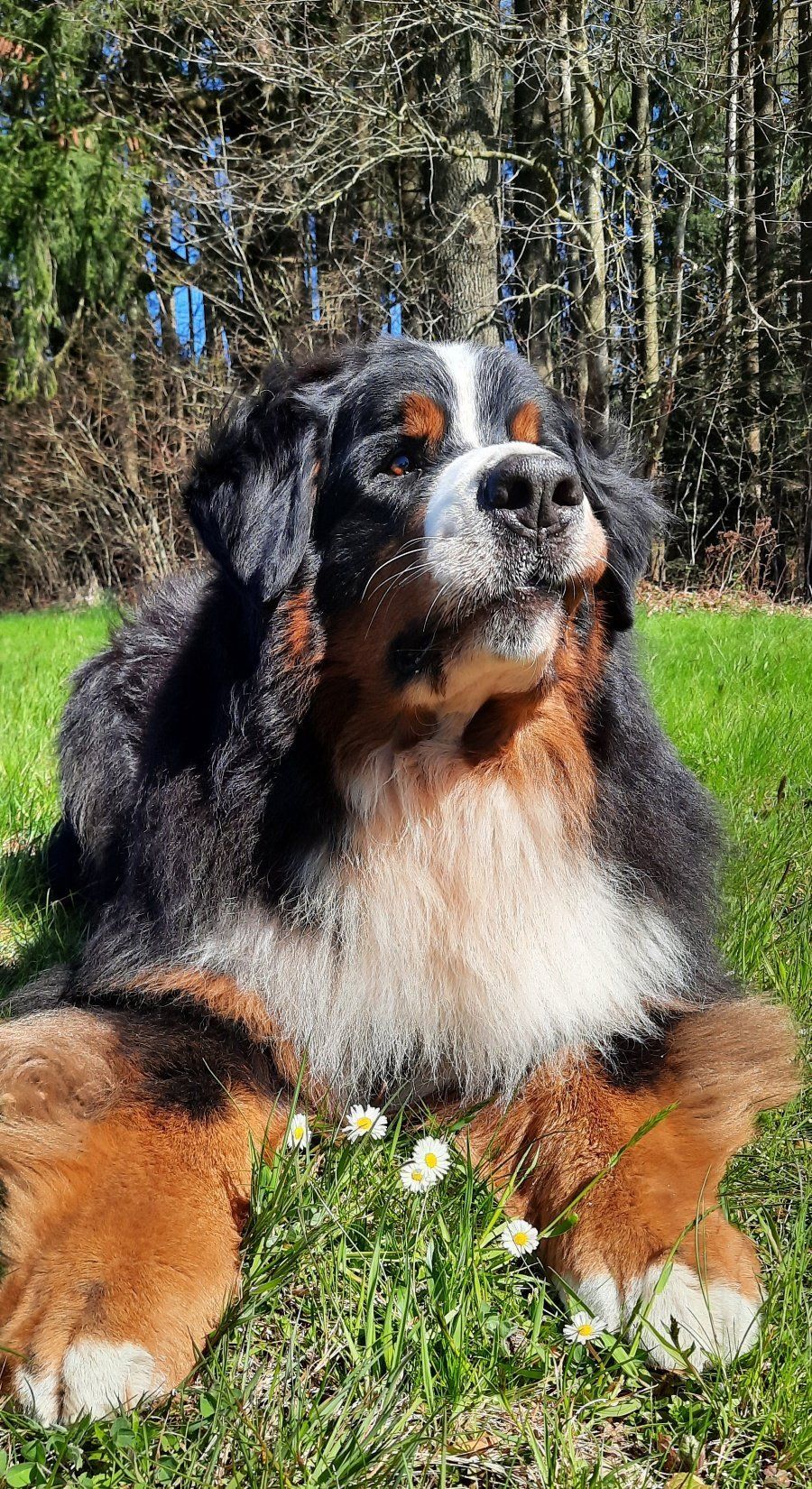 Berner Sennenhunde vom Freibach