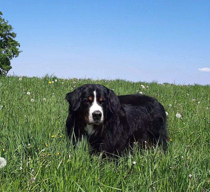 Berner Sennenhunde vom Freibach